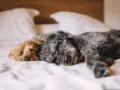 Zwei Hunde schlafen eng aneinander gekuschelt im Schlafzimmer auf einem Bett.