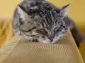Eine getigerte Katze schläft friedlich auf einem gelben Cord-Sofa. Welcher Stoff bei Katzen am beliebtesten ist? Wahrscheinlich weiche, kuschelige Materialien wie dieses.