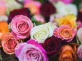Ein üppiger Strauß bunter Rosen, deren Blütenblätter wie zarter rosen stoff wirken. Rosa, weiß, orange, gelb und dunkelrot leuchten im sanften Licht.