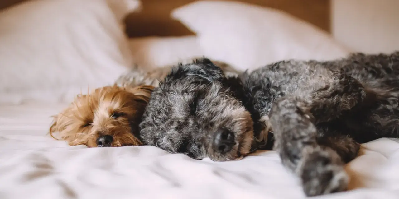 Zwei Hunde schlafen eng aneinander gekuschelt im Schlafzimmer auf einem Bett.