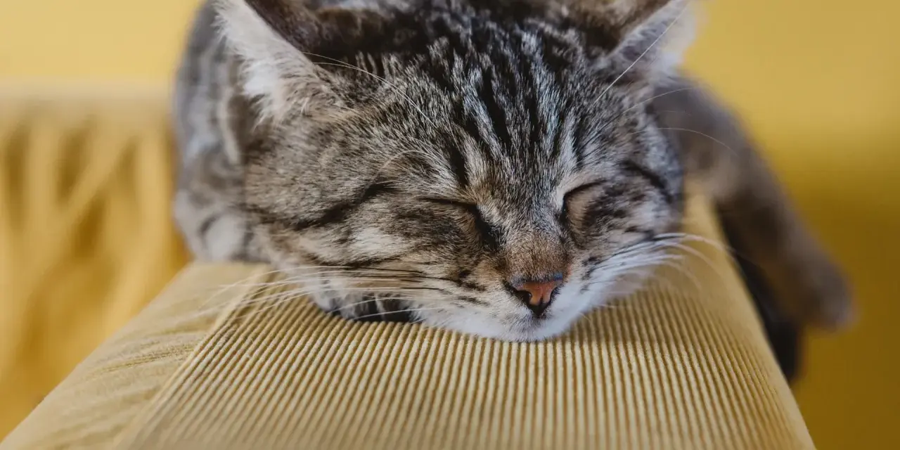 Eine getigerte Katze schläft friedlich auf einem gelben Cord-Sofa. Welcher Stoff bei Katzen am beliebtesten ist? Wahrscheinlich weiche, kuschelige Materialien wie dieses.
