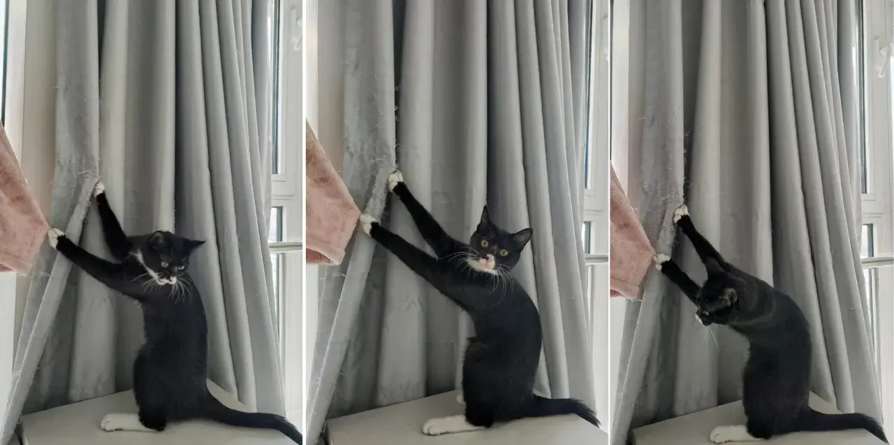 Eine schwarze Katze mit weißen Pfoten klettert an einer grauen Gardine hoch und hinterlässt Spuren.