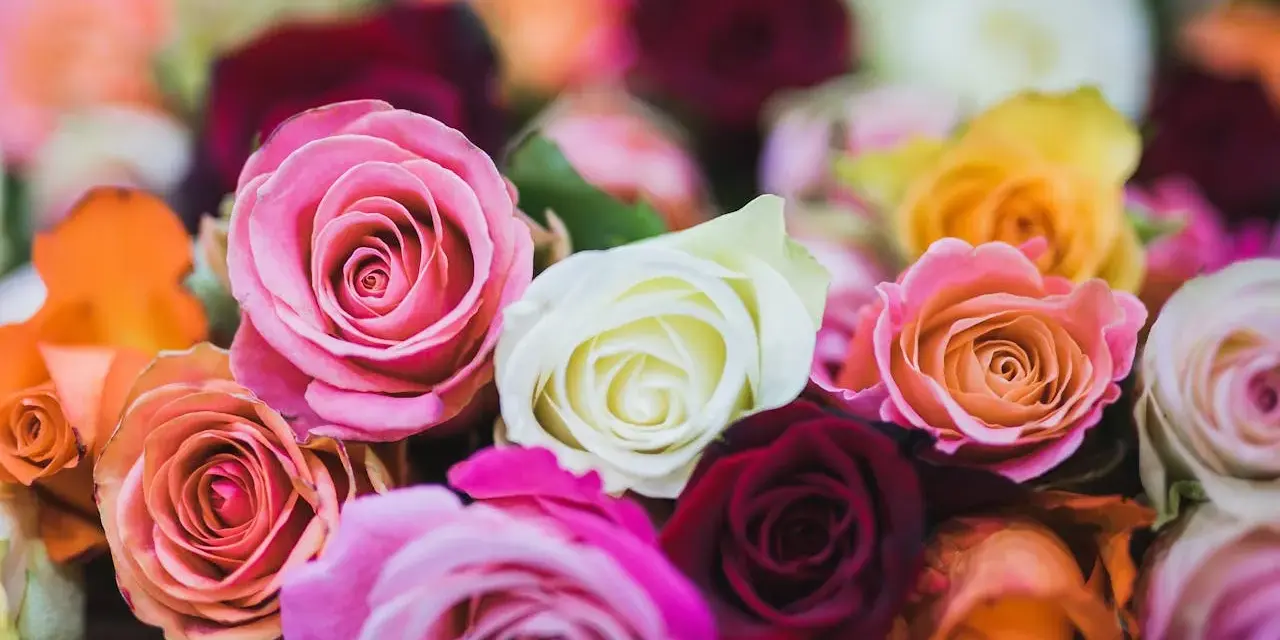 Ein üppiger Strauß bunter Rosen, deren Blütenblätter wie zarter rosen stoff wirken. Rosa, weiß, orange, gelb und dunkelrot leuchten im sanften Licht.