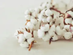 Fluffige Baumwollkapseln auf hellem Untergrund. So sieht Baumwolle aus: weich, weiß und natürlich.