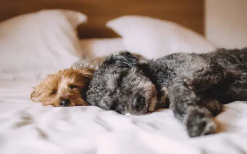 Zwei Hunde schlafen eng aneinander gekuschelt im Schlafzimmer auf einem Bett.