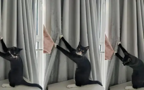 Eine schwarze Katze mit weißen Pfoten klettert an einer grauen Gardine hoch und hinterlässt Spuren.