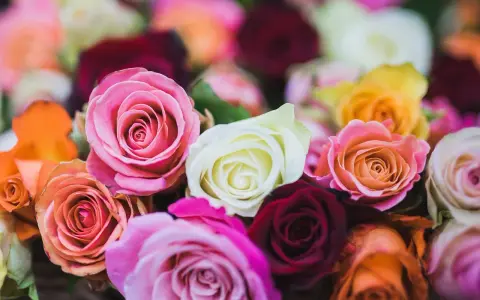 Ein üppiger Strauß bunter Rosen, deren Blütenblätter wie zarter rosen stoff wirken. Rosa, weiß, orange, gelb und dunkelrot leuchten im sanften Licht.