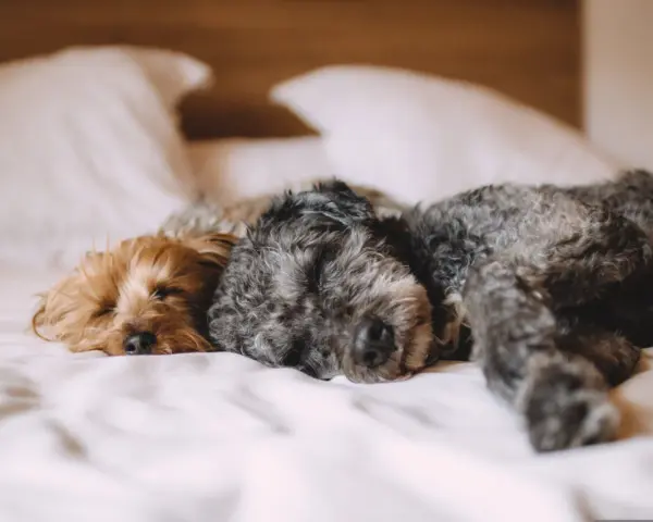Zwei Hunde schlafen eng aneinander gekuschelt im Schlafzimmer auf einem Bett.