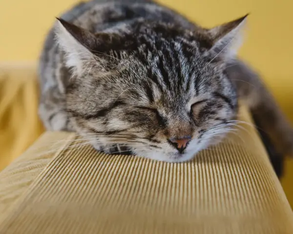 Eine getigerte Katze schläft friedlich auf einem gelben Cord-Sofa. Welcher Stoff bei Katzen am beliebtesten ist? Wahrscheinlich weiche, kuschelige Materialien wie dieses.