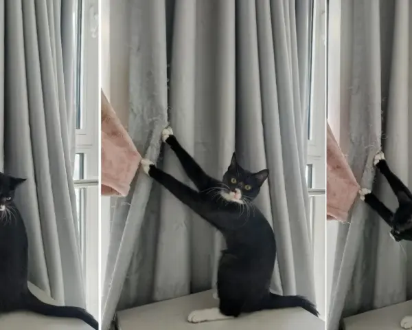 Eine schwarze Katze mit weißen Pfoten klettert an einer grauen Gardine hoch und hinterlässt Spuren.