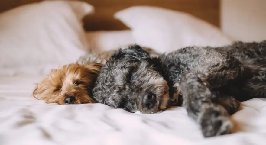 Zwei Hunde schlafen eng aneinander gekuschelt im Schlafzimmer auf einem Bett.