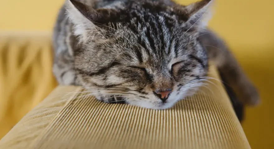 Eine getigerte Katze schläft friedlich auf einem gelben Cord-Sofa. Welcher Stoff bei Katzen am beliebtesten ist? Wahrscheinlich weiche, kuschelige Materialien wie dieses.