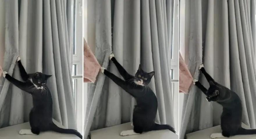 Eine schwarze Katze mit weißen Pfoten klettert an einer grauen Gardine hoch und hinterlässt Spuren.