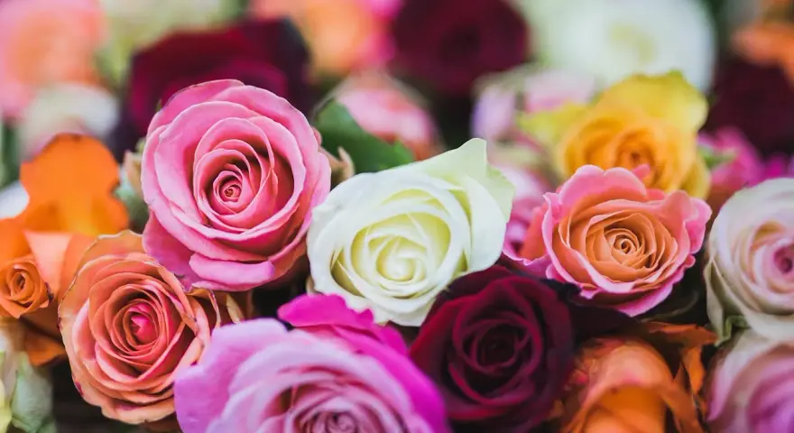 Ein üppiger Strauß bunter Rosen, deren Blütenblätter wie zarter rosen stoff wirken. Rosa, weiß, orange, gelb und dunkelrot leuchten im sanften Licht.