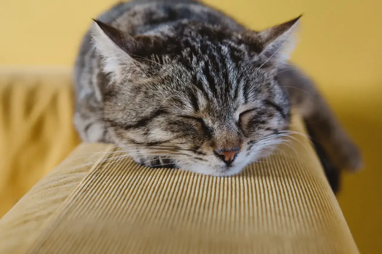 Eine getigerte Katze schläft friedlich auf einem gelben Cord-Sofa. Welcher Stoff bei Katzen am beliebtesten ist? Wahrscheinlich weiche, kuschelige Materialien wie dieses.