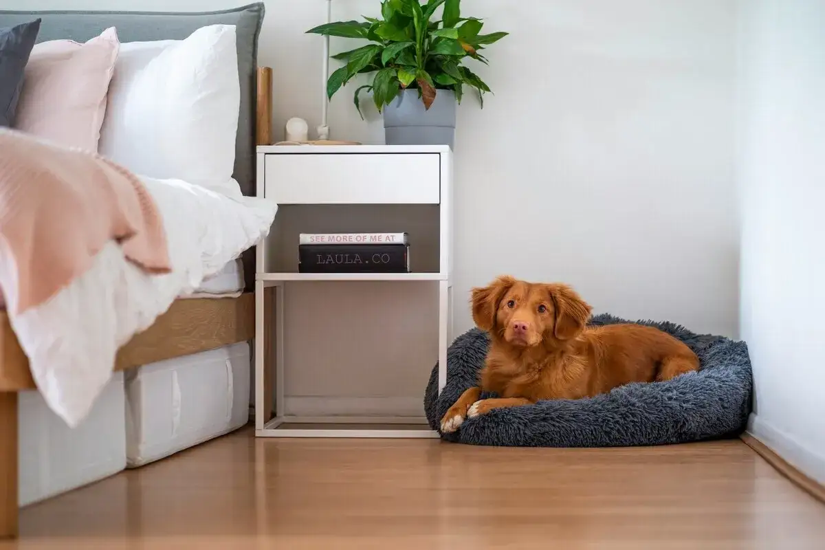 Ein brauner Hund liegt entspannt in seinem Bett im Schlafzimmer neben einem Nachttisch.